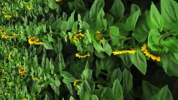 Vertikaler Sonnenblumenanbau Junger Sonnenblumenanbau Von Sonnenblumen Zur Herstellung Von Sonnenblumenöl — Stockvideo