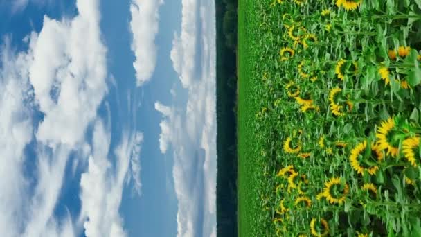 Vertikaler Sonnenblumenanbau Junger Sonnenblumenanbau Von Sonnenblumen Zur Herstellung Von Sonnenblumenöl — Stockvideo
