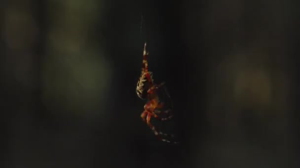 Крупним Планом Великий Павук Плете Веб — стокове відео