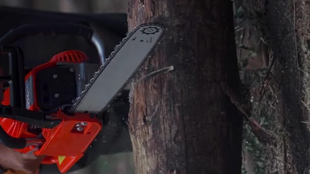 Vertical Shot Man Sawing Wood Chainsaw Lot Flying Chips Slivers — Stock Video