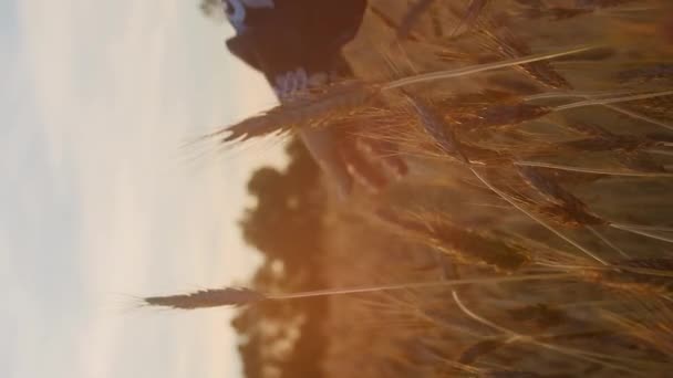 Függőleges Kéz Érinti Búza Fülét Mezőgazdasági Koncepció — Stock videók