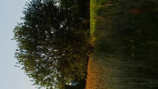 Verticale Meditatieve Slow Motion Boom Gras Avond Zonsondergang Zonsopgang Stralen — Stockvideo