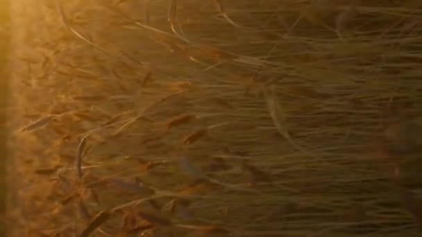 Vertikální Video Zlaté Pšeničné Uši Při Západu Slunce Kymácejí — Stock video