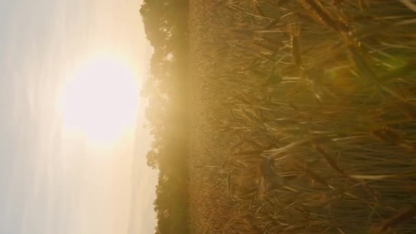 Вертикальное Видео Пшеничное Поле Вечерние Цветущие Лучи Света — стоковое видео