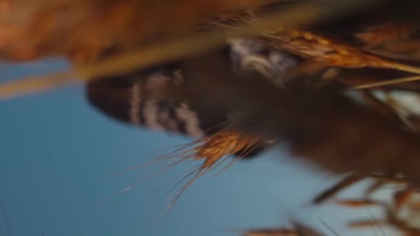 Вертикальное Медитативное Видео Пшеничные Уши Женщина Вне Фокуса Сохранить Планету — стоковое видео