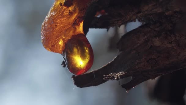 Dřevěné Pryskyřice Zblízka Zářících Paprscích Slunce — Stock video