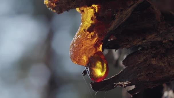 Resin Kayu Menutup Dalam Sinar Matahari Yang Bersinar — Stok Video