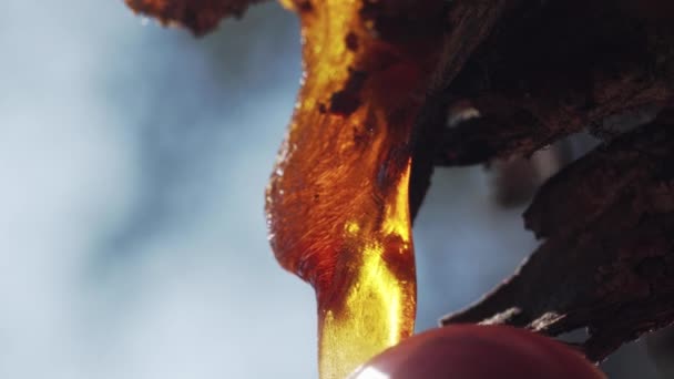 Μέλι Στάζει Ένα Ξύλινο Ραβδί — Αρχείο Βίντεο