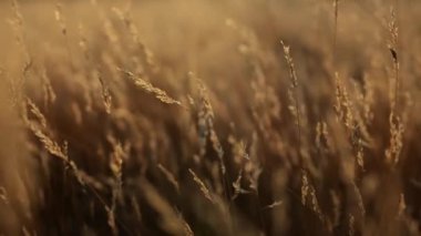 Meditasyonla çekilen kuru sonbahar otları açık havada rüzgarla savruluyor. Soyut doğal 4k video arkaplanı