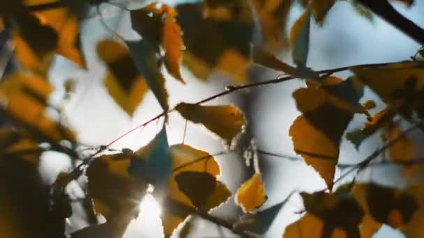 Slunce Proniká Pestrobarevnými Břízovými Listy Vířícími Třepetajícími Větru Stromě Abstraktní — Stock video