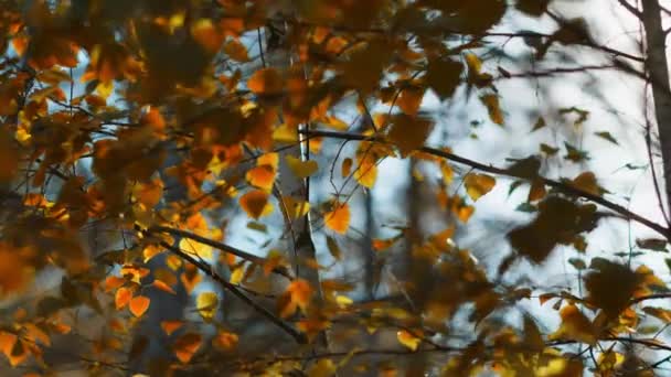 Hermoso Abedul Con Hojas Coloridas Girando Revoloteando Viento Sobre Árbol — Vídeos de Stock