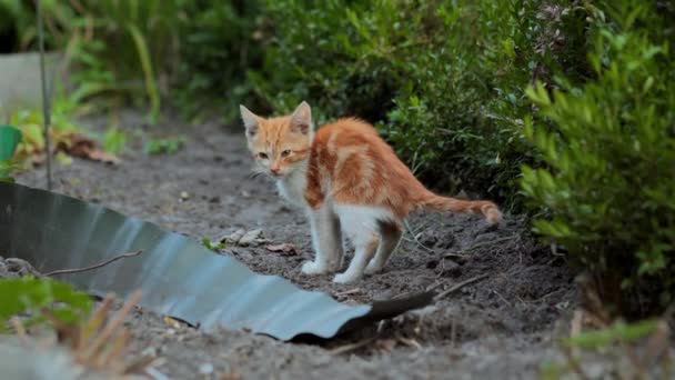 Pequenos Gatinhos Gengibre Mijo Cocó Gato Enterra Cocó Com Patas — Vídeo de Stock