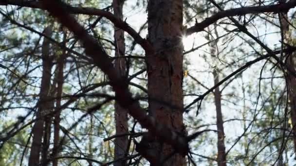 Bright Sun Rays Shine Crown Spruce Pine Trees — Stock Video