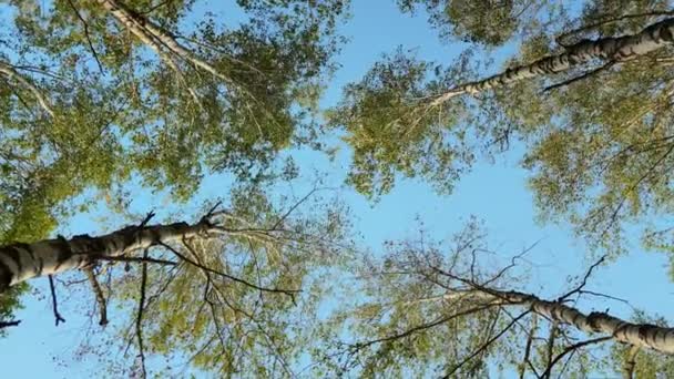 Bétulas Outono Amarelo Dourado Árvores Floresta Com Folhas Outono Fundo — Vídeo de Stock