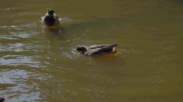 Kachny Připravují Peří Městském Rybníku Ptáci Opalují Slunci Kachny Plavou — Stock video