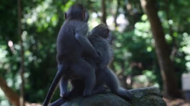 Üç küçük maymun bir taşın üzerinde oynar, birbirlerini tımar eder ve pireleri ararlar.