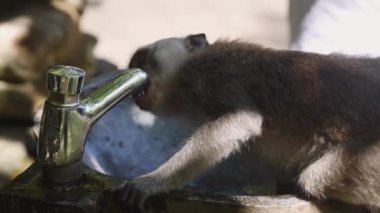 Maymun musluktan su içiyor.