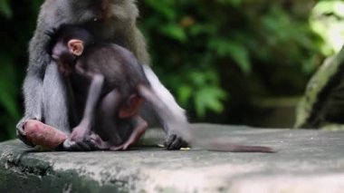 Anne maymun ve yeni doğmuş bebek maymun tatlı patates yiyorlar.