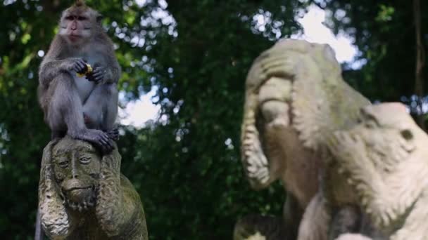 Macaco Engraçado Mãe Senta Come Estátua Macaco — Vídeo de Stock