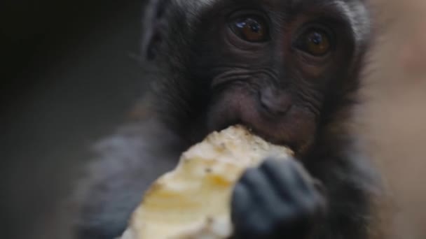Retrato Macaco Bebé Engraçado Roendo Comida — Vídeo de Stock
