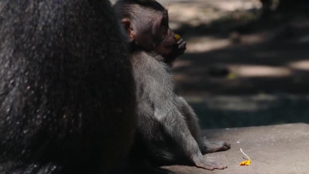 Mono Bebé Divertido Templo Del Mono Ubud Bali — Vídeos de Stock