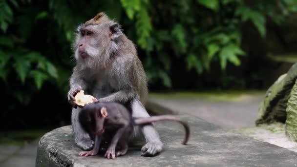 Мати Новонароджена Мавпа Їдять Солодку Картоплю — стокове відео