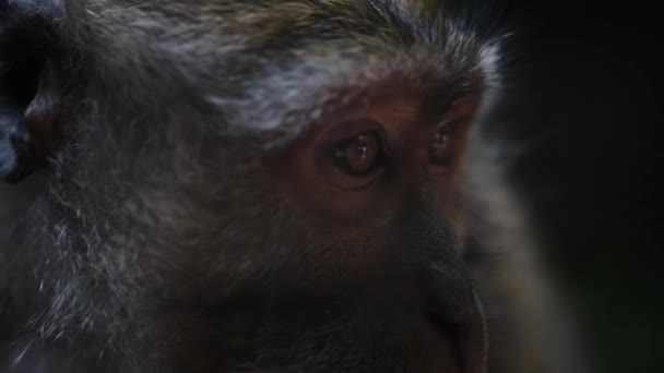 Close Portrait Monkey Eyes — Stock Video