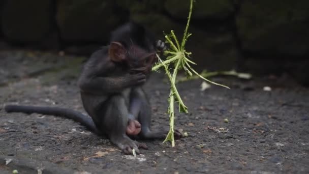 Yeni Doğmuş Komik Bebek Maymun Yemekle Oynuyor — Stok video