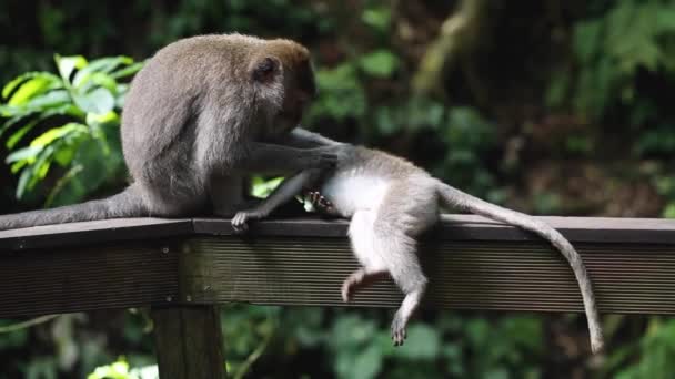 有趣的猴子家族躺在地上抓挠跳蚤 — 图库视频影像