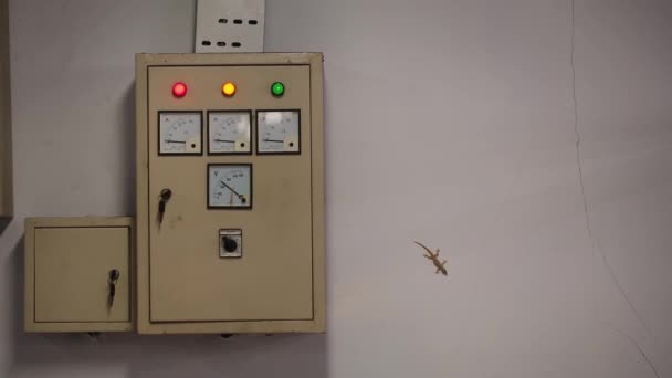 Mały Gecko Siedzi Ścianie Hotelu Nocy Bali Wyspa Fauny Dom — Wideo stockowe