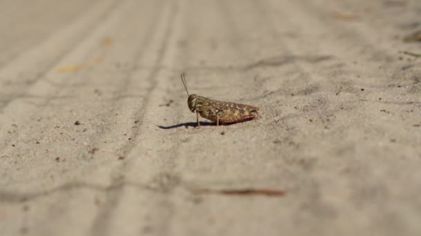 沙地上的蚱蜢近距离宏观射击 — 图库视频影像