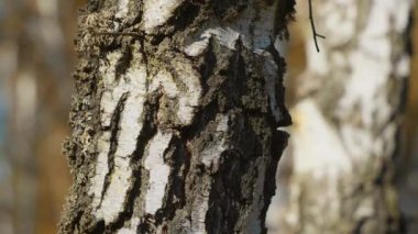 Beyaz huş ağacının gövdesi sonbahar orman konsepti.