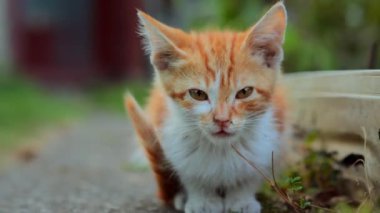 Kapat pis kokulu kedi yavrusu evsiz yetişkin kedi beton zeminde oturur ve etrafa bakar.