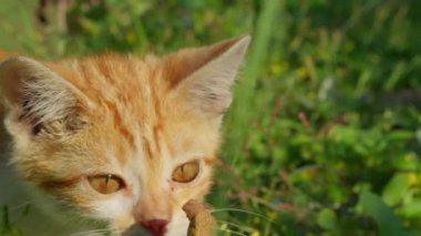 Kedi yavrusu, bir insanın elinden bir parça yiyecek kokluyor ve POV kamerasına bakıyor.