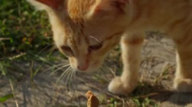 Kedi bir parça yiyecek için avlanıyor, POV kamerasını ilk elden görüyor.