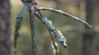 Spor orman hastalığından etkilenen ölü ağaç dalı