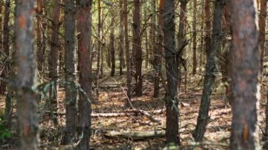Ölü ağaçtan etkilenen bir yangından sonra kurak orman