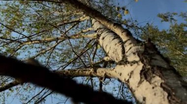 Sonbahar huş ağacı rüzgarda sallanıyor. Sarı sonbahar yaprakları gökyüzünde sallanıyor. Aşağıdan süzülen parlak sarı yapraklar.