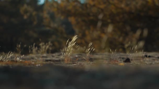 瞑想は 風に揺れているツンドラで孤独な草を撮影しました — ストック動画