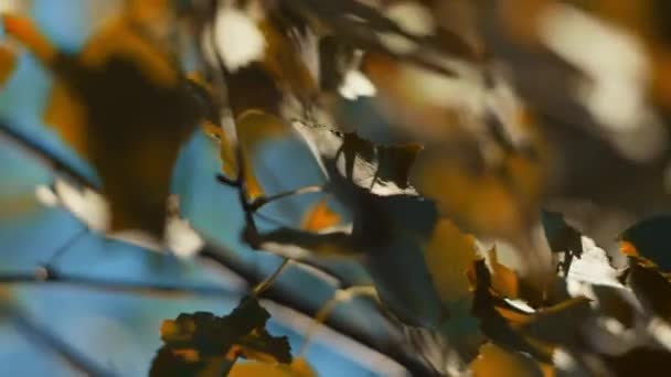在色彩斑斓的秋色背景下 在朦胧的背景下 特写了一棵枝叶呈橙色的树 — 图库视频影像