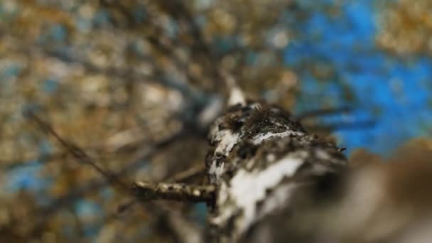 Beyaz Huş Ağacının Gövdesi Sonbahar Orman Konsepti — Stok video