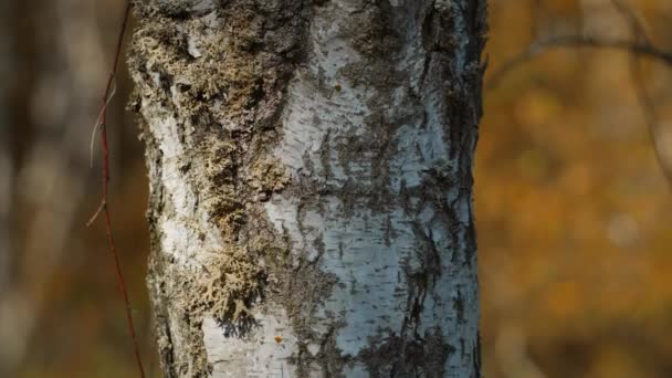 Beyaz Huş Ağacının Gövdesinin Şekli Dikey Doli Çekimi Sonbahar Ormanı — Stok video
