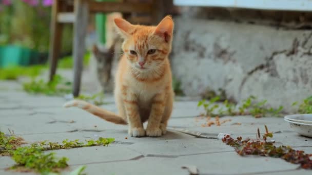 母猫と子猫は小さな汚れたタビーの子猫がペットケアのコンセプトを養うと食べに来ました — ストック動画
