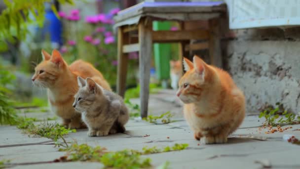 카메라를 고양이 가족의 초상화 — 비디오