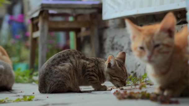 Gatitos Tabby Comer Comida Para Gatos Anned Desde Suelo Concepto — Vídeos de Stock