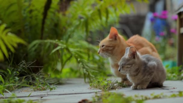 地面に座っている猫の家族の肖像画は カメラを見ている食べ物を待っています — ストック動画