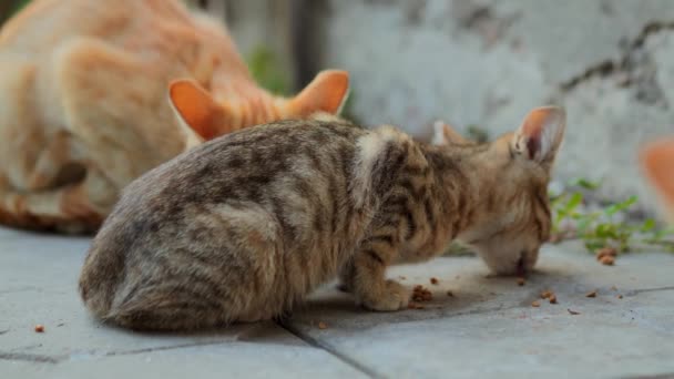 Tabby 고양이에 동물의 관심은 땅에서 고양이 음식을 먹습니다 — 비디오