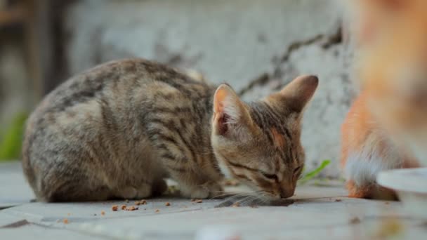 클로즈업 Tabby 고양이는 지상에서 고양이 음식을 — 비디오