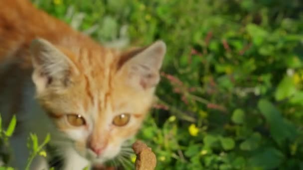 음식의 조각에 사냥을 고양이 사람보기 Pov 카메라 — 비디오