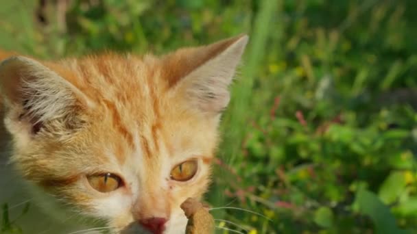 고양이는 사람의 손에서 음식의 조각을 사람보기 Pov 카메라 — 비디오